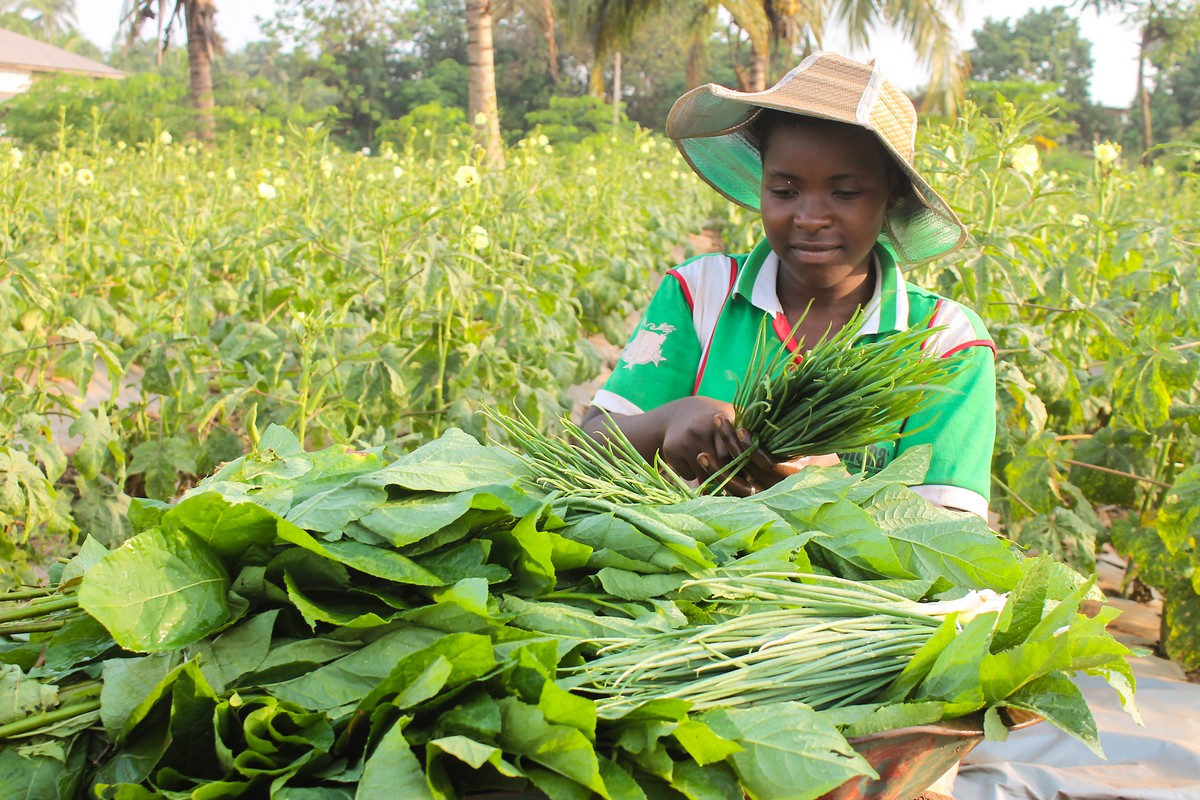 Songhaï – L'Afrique relève la tête